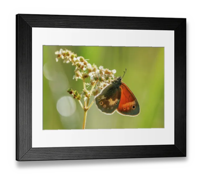 Framed Print : Small heath (Coenonympha pamphilus) butterfly resting on a flower, Upper Bavaria, Germany. July Framed Print : Small heath (Coenonympha pamphilus) butterfly resting on a flower, Upper Bavaria, Germany. July