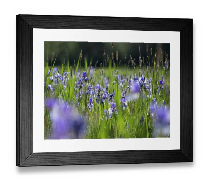 Framed Print : Siberian irises (Iris sibirica) in flower, Upper Bavaria, Germany. May Framed Print : Siberian irises (Iris sibirica) in flower, Upper Bavaria, Germany. May