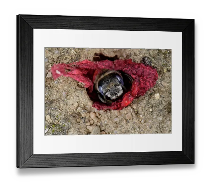 Framed Print : Poppy bee (Osmia papaveris) emerging from nest lined with pieces of petals from Common poppy (Papaver rhoeas) to collect nest building materials. Bamberg, Germany. June Framed Print : Poppy bee (Osmia papaveris) emerging from nest lined with pieces of petals from Common poppy (Papaver rhoeas) to collect nest building materials. Bamberg, Germany. June