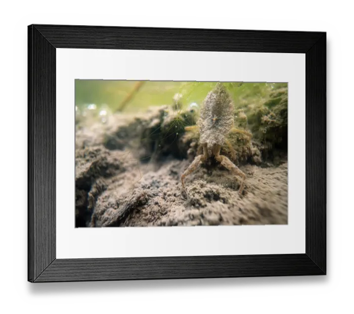 Framed Print : Water scorpion (Nepa cinerea) lurking at bottom of pond waiting for prey, Lucerne, Switzerland. July Framed Print : Water scorpion (Nepa cinerea) lurking at bottom of pond waiting for prey, Lucerne, Switzerland. July