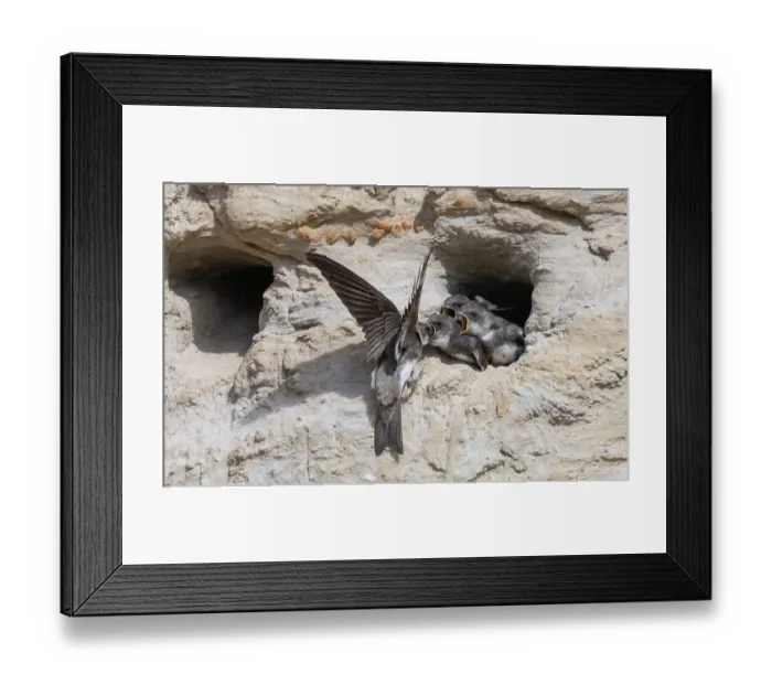 Framed Print : Sand martin (Riparia riparia) perched at entrance to nest hole in cliff, feeding chicks, Finland. June Framed Print : Sand martin (Riparia riparia) perched at entrance to nest hole in cliff, feeding chicks, Finland. June