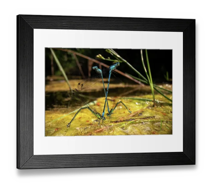 Framed Print : Azure damselflies (Coenagrion puella) two mating couples laying eggs in a pond on a sunny day, Basel, Switzerland. July Framed Print : Azure damselflies (Coenagrion puella) two mating couples laying eggs in a pond on a sunny day, Basel, Switzerland. July