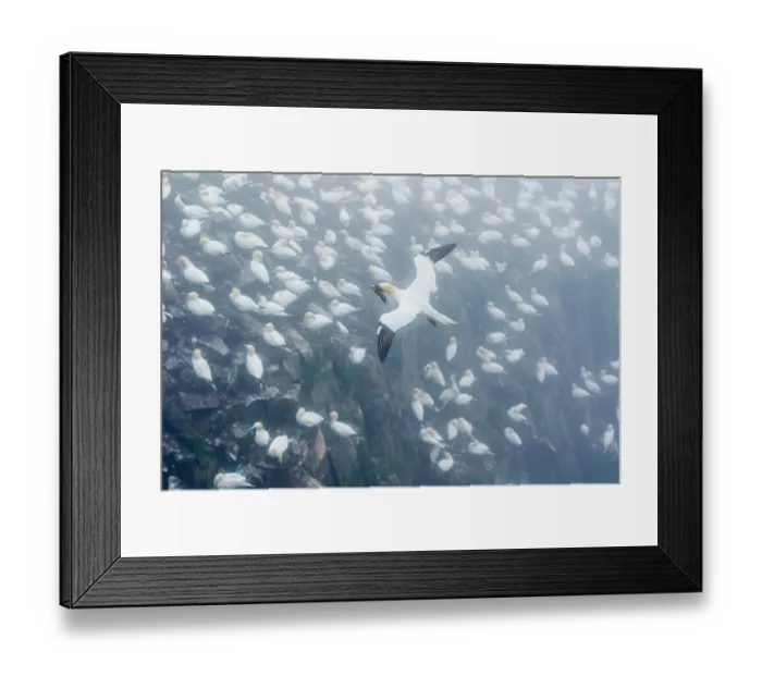 Framed Print : Northern Gannets (Morus bassanus) carrying seaweed in beak as nest material, flying over breeding colony. Cape St. Mary's Ecological Reserve, Newfoundland, Canada Framed Print : Northern Gannets (Morus bassanus) carrying seaweed in beak as nest material, flying over breeding colony. Cape St. Mary's Ecological Reserve, Newfoundland, Canada