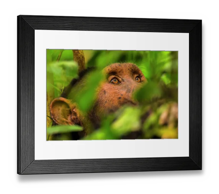 Framed Print : Chimpanzee (Pan troglodytes) male, resting among foliage on the forest floor, Kyambura Gorge, Queen Elizabeth National Park, Uganda. Endangered