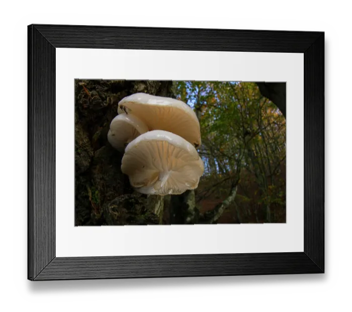 Framed Print : RF - Porcelain fungus (Oudemansiella mucida) growing on a Beech tree (Fagus sylvatica) in autumn, Passo del Bocco, Genoa, Italy. November