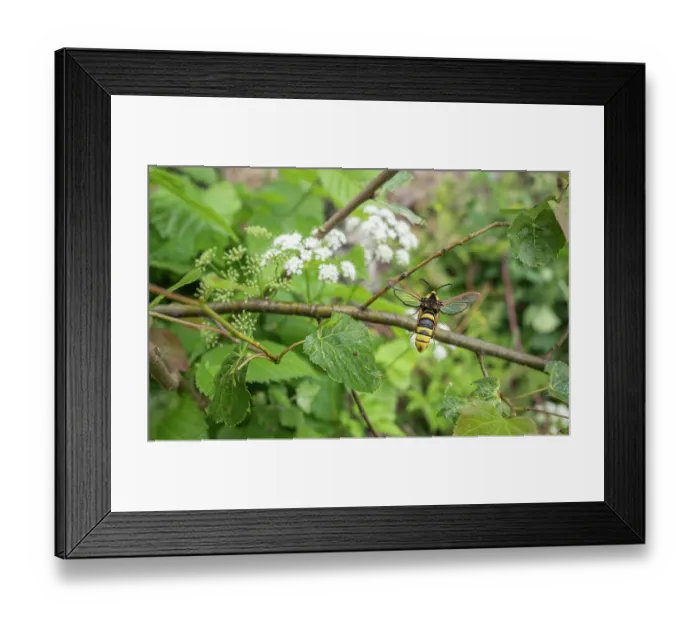 Framed Print : Hornet moth (Sesia apiformis), a hornet mimic, resting on a branch, Estonia. June Framed Print : Hornet moth (Sesia apiformis), a hornet mimic, resting on a branch, Estonia. June