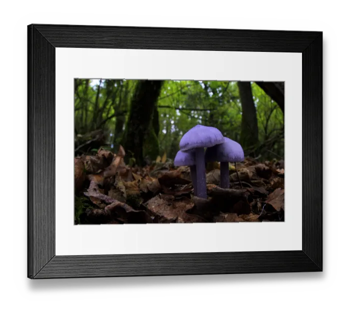 Framed Print : Lilac bonnet (Mycena pura ianthina) mushrooms growing in the leaf litter of an oak woodland, near Rome, Italy. November Framed Print : Lilac bonnet (Mycena pura ianthina) mushrooms growing in the leaf litter of an oak woodland, near Rome, Italy. November