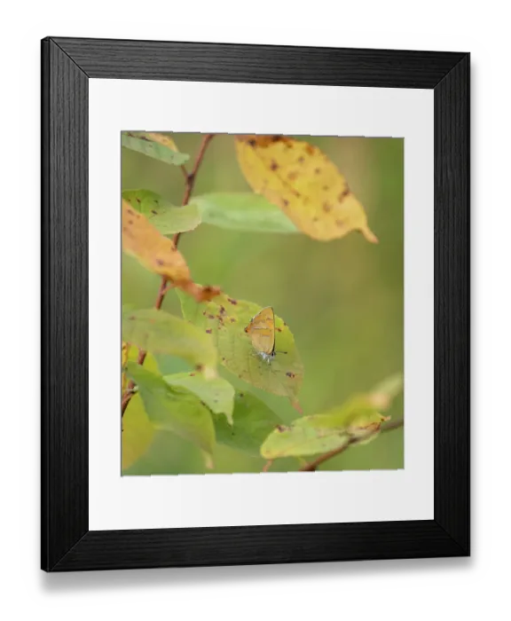 Framed Print : Brown hairstreak butterfly (Thecla betulae) resting on a leaf camouflaged amongst autumn foliage, Finland. August Framed Print : Brown hairstreak butterfly (Thecla betulae) resting on a leaf camouflaged amongst autumn foliage, Finland. August