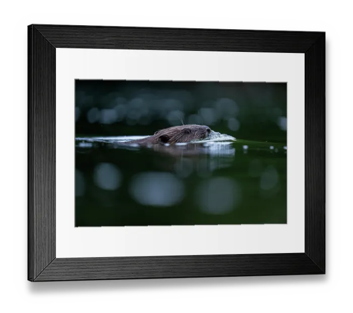 Framed Print : Eurasian beaver (Castor fiber) swimming in a river, Lucerne, Switzerland. July