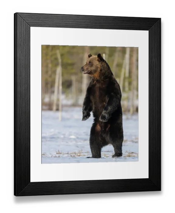 Framed Print : RF - Brown bear (Ursus arctos) male, standing upright on hind legs in snow, Finland. May. (This image may be licensed either as rights managed or royalty free.) Framed Print : RF - Brown bear (Ursus arctos) male, standing upright on hind legs in snow, Finland. May. (This image may be licensed either as rights managed or royalty free.)