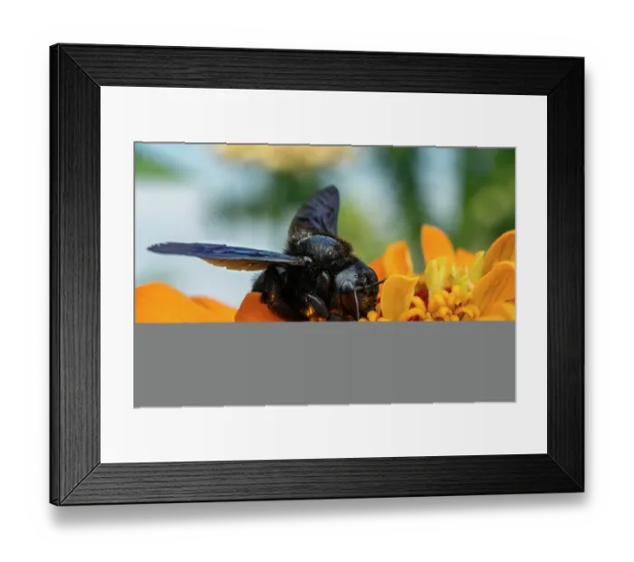 Framed Print : Violet carpenter bee (Xylocopa violacea) feeding on pollen in a garden, Lucerne, Switzerland. August Framed Print : Violet carpenter bee (Xylocopa violacea) feeding on pollen in a garden, Lucerne, Switzerland. August
