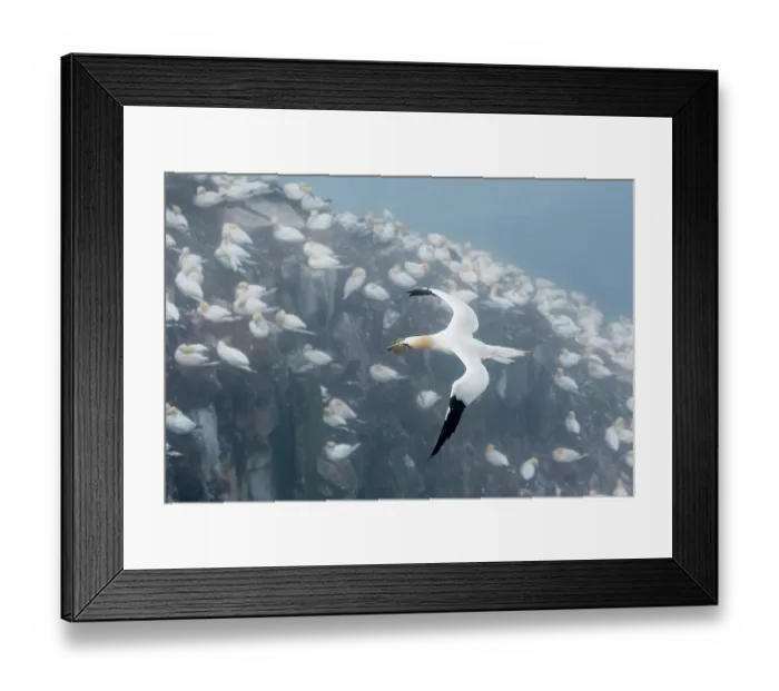 Framed Print : Northern Gannets (Morus bassanus) carrying seaweed in beak as nest material, flying over breeding colony. Cape St. Mary's Ecological Reserve, Newfoundland, Canada Framed Print : Northern Gannets (Morus bassanus) carrying seaweed in beak as nest material, flying over breeding colony. Cape St. Mary's Ecological Reserve, Newfoundland, Canada
