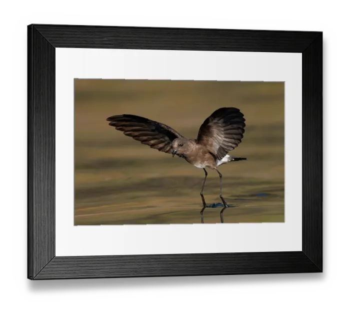 Framed Print : White-vented storm petrel (Oceanites gracilis) walking on the water with wings spread, Galapagos Islands, Pacific Ocean Framed Print : White-vented storm petrel (Oceanites gracilis) walking on the water with wings spread, Galapagos Islands, Pacific Ocean