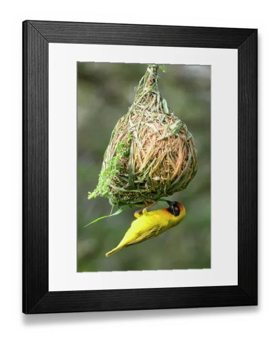 Framed Print : Vitelline masked weaver (Ploceus vitellinus) male, building nest, hanging from tree, Ndutu area, Serengeti / Ngorongoro Conservation Area, Tanzania Framed Print : Vitelline masked weaver (Ploceus vitellinus) male, building nest, hanging from tree, Ndutu area, Serengeti / Ngorongoro Conservation Area, Tanzania