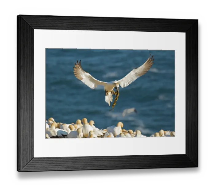 Framed Print : Northern gannet (Morus bassanus) flying in to breeding colony with beak full of nesting material. Cape St. Mary's Ecological Reserve, Newfoundland, Canada. June Framed Print : Northern gannet (Morus bassanus) flying in to breeding colony with beak full of nesting material. Cape St. Mary's Ecological Reserve, Newfoundland, Canada. June