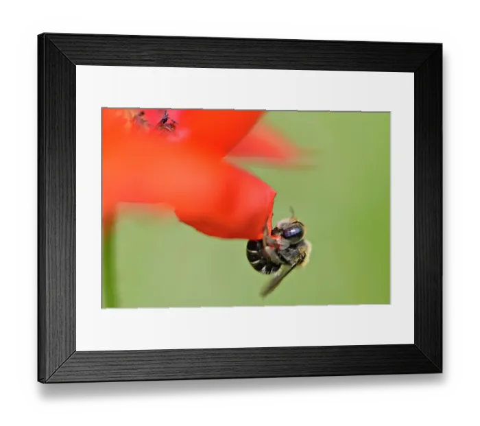 Framed Print : Poppy bee (Osmia papaveris) cutting piece of petal from Common poppy (Papaver rhoeas) to be used as nesting material. Bamberg, Germany. June Framed Print : Poppy bee (Osmia papaveris) cutting piece of petal from Common poppy (Papaver rhoeas) to be used as nesting material. Bamberg, Germany. June