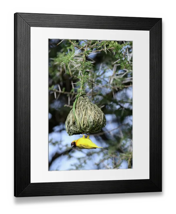 Framed Print : Vitelline masked weaver (Ploceus vitellinus) male, building nest hanging from tree, Ndutu area, Serengeti / Ngorongoro Conservation Area, Tanzania Framed Print : Vitelline masked weaver (Ploceus vitellinus) male, building nest hanging from tree, Ndutu area, Serengeti / Ngorongoro Conservation Area, Tanzania