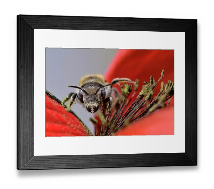 Framed Print : Poppy bee (Osmia papaveris) collecting pollen from Common poppy (Papaver rhoeas) to store in nest for offspring to feed on after hatching. Bamberg, Germany. June Framed Print : Poppy bee (Osmia papaveris) collecting pollen from Common poppy (Papaver rhoeas) to store in nest for offspring to feed on after hatching. Bamberg, Germany. June