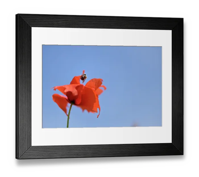 Framed Print : Poppy bee (Osmia papaveris) cutting piece of petal from Common poppy (Papaver rhoeas) to be used as nesting material. Bamberg, Germany. June Framed Print : Poppy bee (Osmia papaveris) cutting piece of petal from Common poppy (Papaver rhoeas) to be used as nesting material. Bamberg, Germany. June