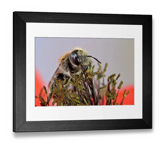 Framed Print : Poppy bee (Osmia papaveris) collecting pollen from Common poppy (Papaver rhoeas) to store in nest for offspring to feed on after hatching. Bamberg, Germany. June Framed Print : Poppy bee (Osmia papaveris) collecting pollen from Common poppy (Papaver rhoeas) to store in nest for offspring to feed on after hatching. Bamberg, Germany. June
