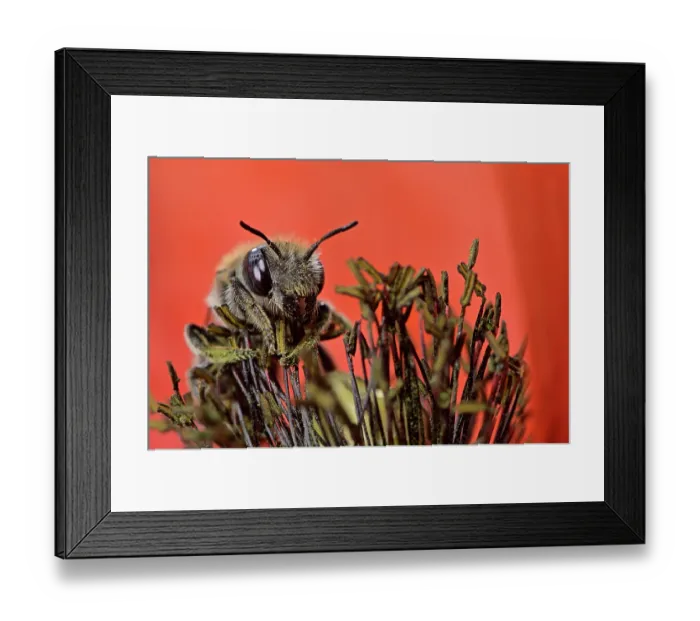 Framed Print : Poppy bee (Osmia papaveris) collecting pollen from Common poppy (Papaver rhoeas) to store in nest for offspring to feed on after hatching. Bamberg, Germany. June