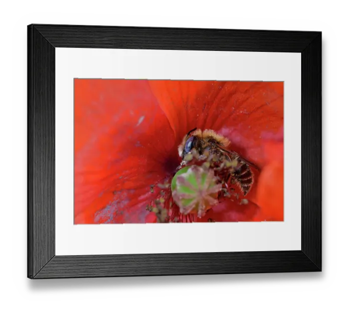 Framed Print : Poppy bee (Osmia papaveris) collecting pollen from Common poppy (Papaver rhoeas) to store in nest for offspring to feed on after hatching. Bamberg, Germany. June Framed Print : Poppy bee (Osmia papaveris) collecting pollen from Common poppy (Papaver rhoeas) to store in nest for offspring to feed on after hatching. Bamberg, Germany. June