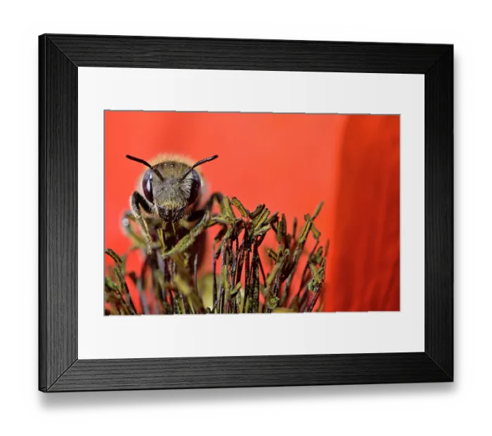 Framed Print : Poppy bee (Osmia papaveris) collecting pollen from Common poppy (Papaver rhoeas) to store in nest for offspring to feed on after hatching. Bamberg, Germany. June Framed Print : Poppy bee (Osmia papaveris) collecting pollen from Common poppy (Papaver rhoeas) to store in nest for offspring to feed on after hatching. Bamberg, Germany. June