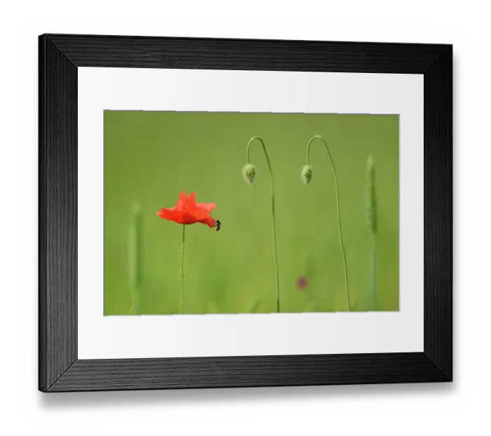 Framed Print : Poppy bee (Osmia papaveris) cutting piece of petal from Common poppy (Papaver rhoeas) to be used as nesting material. Bamberg, Germany. June Framed Print : Poppy bee (Osmia papaveris) cutting piece of petal from Common poppy (Papaver rhoeas) to be used as nesting material. Bamberg, Germany. June