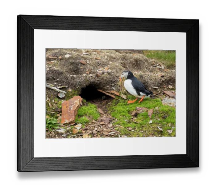 Framed Print : Atlantic puffin (Fratercula arctica) bringing grass, carried in its mouth, as nest material to its nesting burrow. Elliston, Newfoundland, Canada. June Framed Print : Atlantic puffin (Fratercula arctica) bringing grass, carried in its mouth, as nest material to its nesting burrow. Elliston, Newfoundland, Canada. June