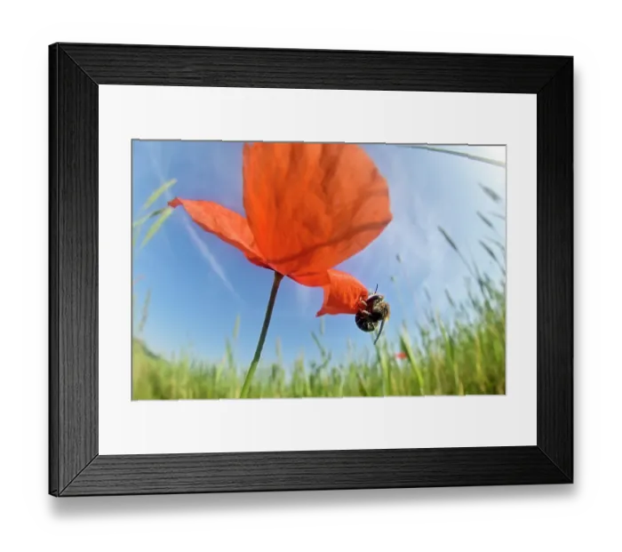 Framed Print : Poppy bee (Osmia papaveris) cutting out piece of petal from Common poppy (Papaver rhoeas) used to line its nest. Bamberg, Germany. June
