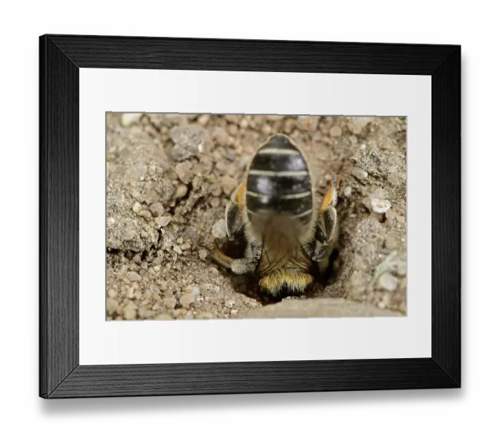 Framed Print : Poppy bee (Osmia papaveris) entering nest lined with pieces of petals from Common poppy (Papaver rhoeas) to deposit nest building materials. Bamberg, Germany. June Framed Print : Poppy bee (Osmia papaveris) entering nest lined with pieces of petals from Common poppy (Papaver rhoeas) to deposit nest building materials. Bamberg, Germany. June