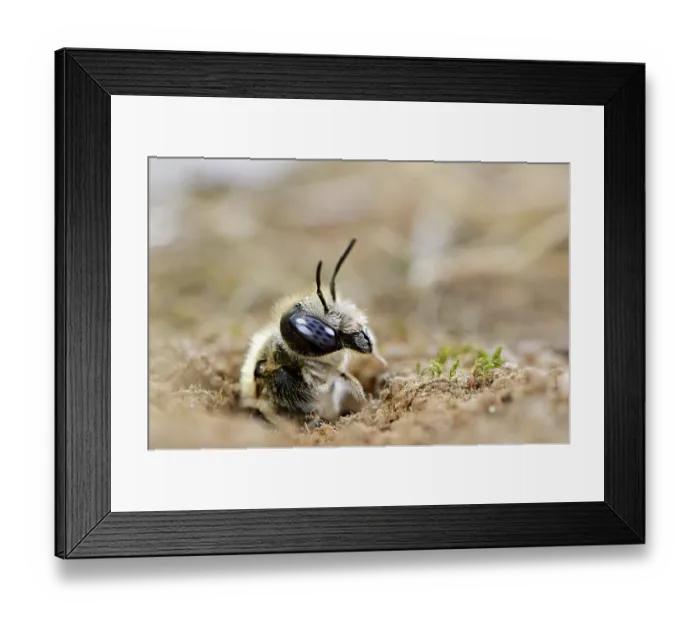 Framed Print : Poppy bee (Osmia papaveris) emerging from nest lined with pieces of petals from Common poppy (Papaver rhoeas) to collect nest building materials. Bamberg, Germany. June Framed Print : Poppy bee (Osmia papaveris) emerging from nest lined with pieces of petals from Common poppy (Papaver rhoeas) to collect nest building materials. Bamberg, Germany. June