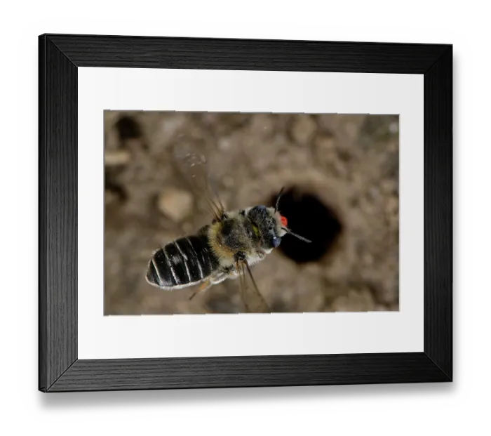 Framed Print : Poppy bee (Osmia papaveris) arriving at nest entrance, carrying bundled pieces of petals from Common poppy (Papaver rhoeas) used to line nest. Bamberg, Germany. June