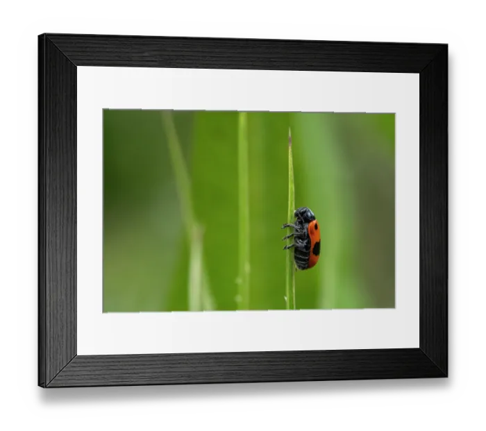 Framed Print : Ant bag beetle (Clytra laeviuscula) resting on a stem of grass, Thurgau, Switzerland. July