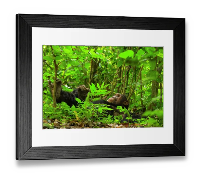 Framed Print : Chimpanzee (Pan troglodytes) male, resting on the forest floor, Kyambura Gorge, Queen Elizabeth National Park, Uganda. Endangered