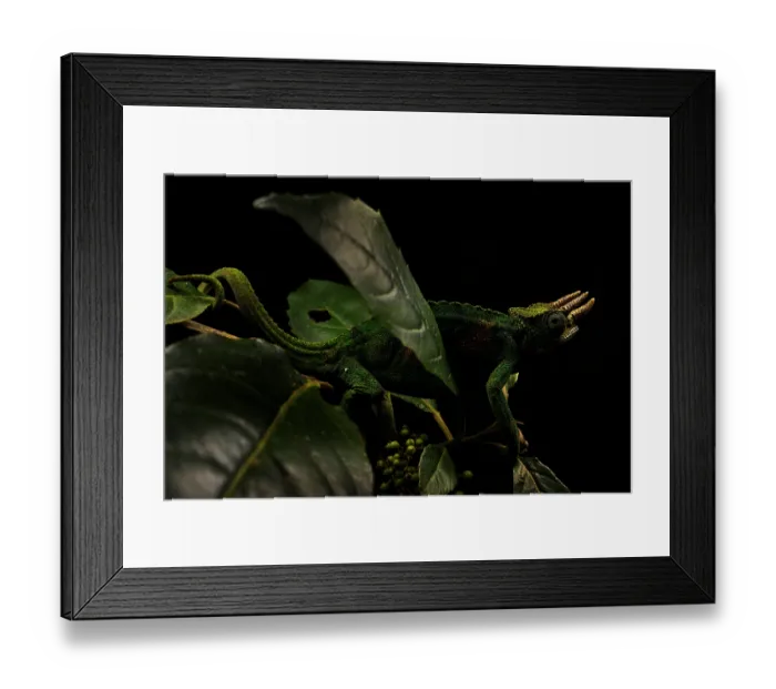 Framed Print : Johnston's chameleon (Trioceros johnstoni) male, camouflaged among the foliage of a tree, Bwindi, Uganda Framed Print : Johnston's chameleon (Trioceros johnstoni) male, camouflaged among the foliage of a tree, Bwindi, Uganda