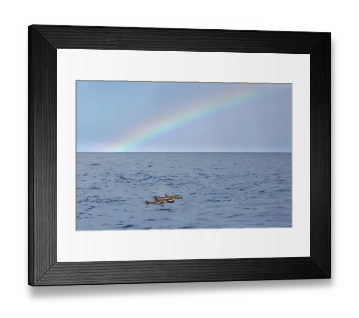 Framed Print : RF - Pantropical spotted dolphins (Stenella attenuata) small pod surfacing in front of rainbow, Dominica, Caribbean Sea Framed Print : RF - Pantropical spotted dolphins (Stenella attenuata) small pod surfacing in front of rainbow, Dominica, Caribbean Sea