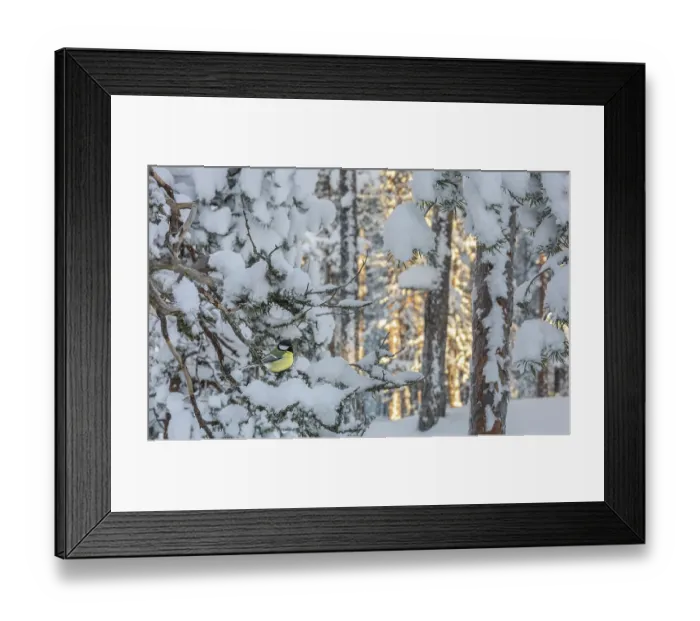 Framed Print : Great tit (Parus major) perched in tree in snow-covered forest, Finland. January Framed Print : Great tit (Parus major) perched in tree in snow-covered forest, Finland. January