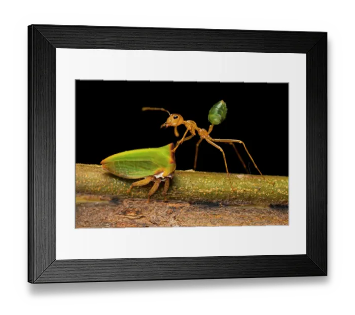 Framed Print : Weaver ant (Oecophylla smaragdina) tending to Tree hopper (Sextius sp.) to feed on its sugary fluids, Cooinda, Northern Territory, Australia