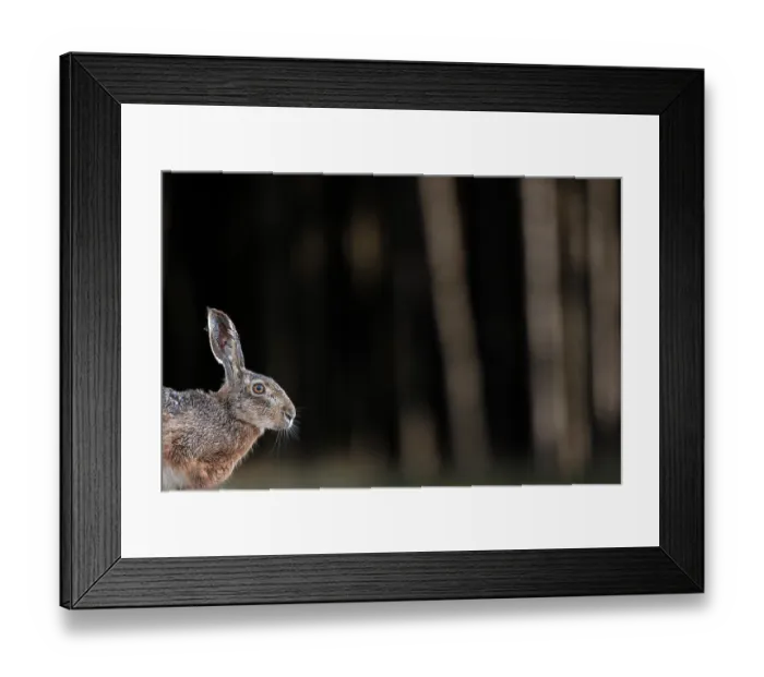 Framed Print : European brown hare (Lepus europaeus) on the edge of woodland, portrait, Pusztaszer, Hungary. April Framed Print : European brown hare (Lepus europaeus) on the edge of woodland, portrait, Pusztaszer, Hungary. April