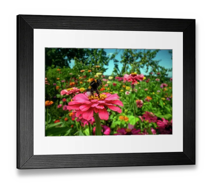 Framed Print : Bumblebee (Bombus sp.) cleaning its proboscis before taking flight from a garden flower, Lucerne, Switzerland. August