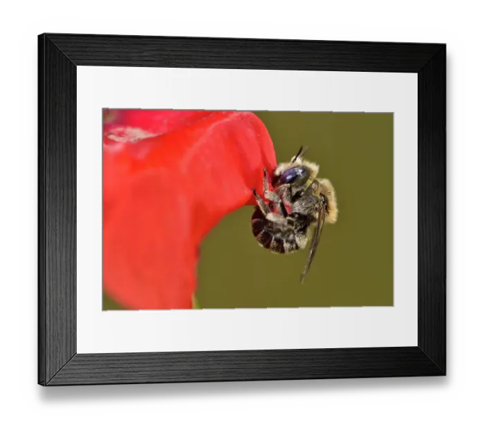 Framed Print : Poppy bee (Osmia papaveris) cutting out piece of petal from Common poppy (Papaver rhoeas) used to line its nest. Bamberg, Germany. June Framed Print : Poppy bee (Osmia papaveris) cutting out piece of petal from Common poppy (Papaver rhoeas) used to line its nest. Bamberg, Germany. June