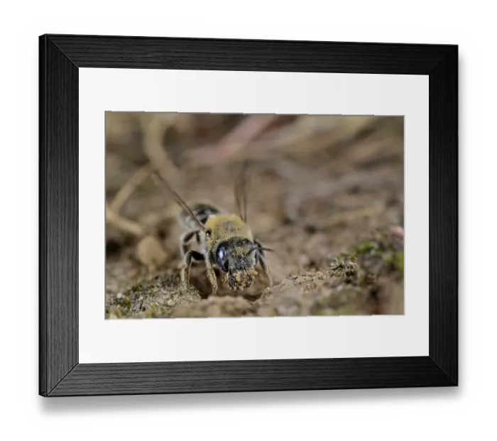 Framed Print : Poppy bee (Osmia papaveris) digging nest in sandy soil using its mandible. Bamberg, Germany. June Framed Print : Poppy bee (Osmia papaveris) digging nest in sandy soil using its mandible. Bamberg, Germany. June