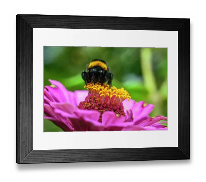 Framed Print : Bumblebee (Bombus sp.) nectaring on pollen, Lucerne, Switzerland. July Framed Print : Bumblebee (Bombus sp.) nectaring on pollen, Lucerne, Switzerland. July