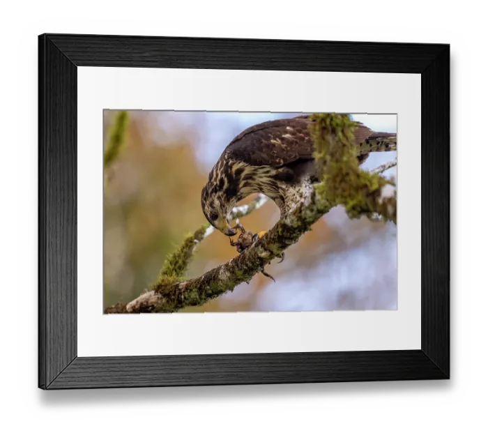 Framed Print : Common black hawk (Buteogallus anthracinus) feeding on toad prey on a perch in the rainforest, Osa Peninsula, Costa Rica Framed Print : Common black hawk (Buteogallus anthracinus) feeding on toad prey on a perch in the rainforest, Osa Peninsula, Costa Rica