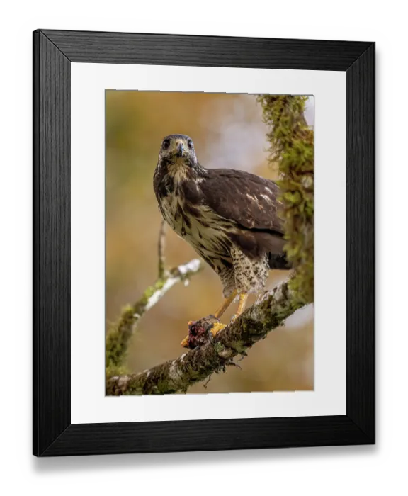 Framed Print : Common black hawk (Buteogallus anthracinus) feeding on toad prey on a perch in the rainforest, Osa Peninsula, Costa Rica Framed Print : Common black hawk (Buteogallus anthracinus) feeding on toad prey on a perch in the rainforest, Osa Peninsula, Costa Rica