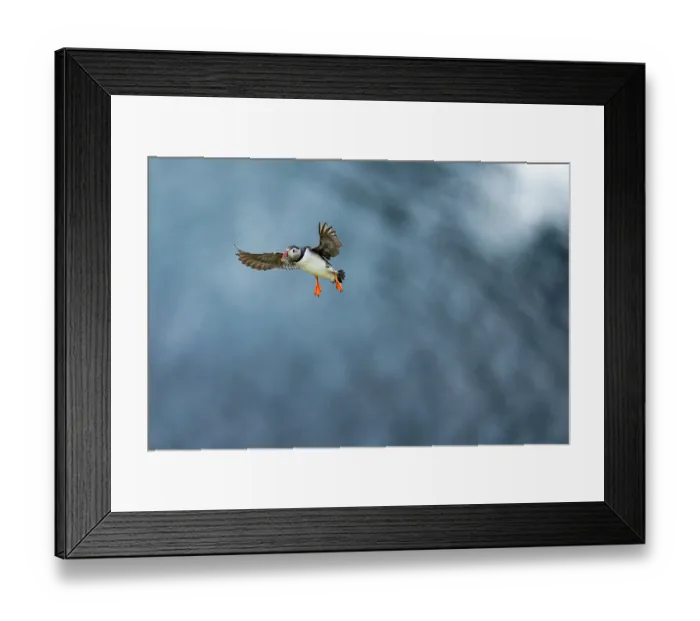 Framed Print : Atlantic puffin (Fratercula arctica) in flight with fresh fish catch in its beak, Sumburgh Head, Shetland Islands, Scotland, UK. June