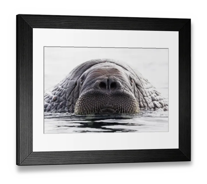 Framed Print : Walrus (Odobenus rosmarus) in shallow water, head portrait, Svalbard, Norway. June Framed Print : Walrus (Odobenus rosmarus) in shallow water, head portrait, Svalbard, Norway. June