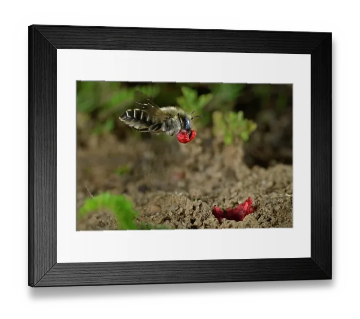 Framed Print : Poppy bee (Osmia papaveris) arriving at nest entrance, carrying bundled pieces of petals from Common poppy (Papaver rhoeas) used to line nest. Bamberg, Germany. June Framed Print : Poppy bee (Osmia papaveris) arriving at nest entrance, carrying bundled pieces of petals from Common poppy (Papaver rhoeas) used to line nest. Bamberg, Germany. June