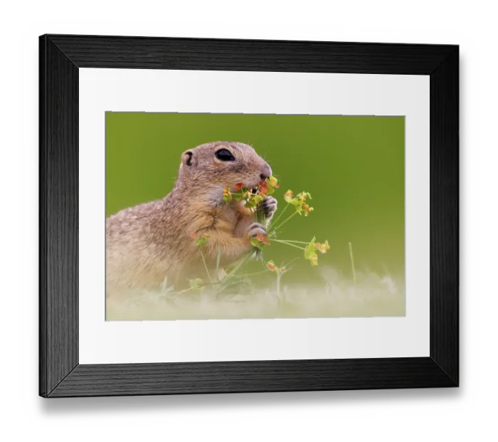 Framed Print : European ground squirrel (Spermophilus citellus) feeding on flowers in grassland, Pusztaszer, Hungary. April Framed Print : European ground squirrel (Spermophilus citellus) feeding on flowers in grassland, Pusztaszer, Hungary. April